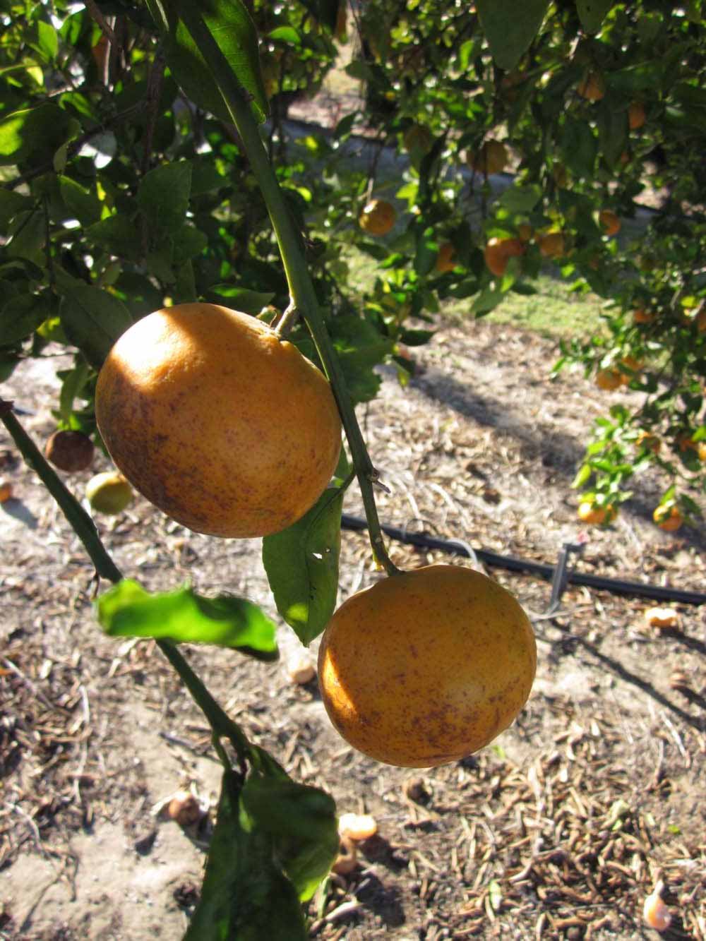              Fruit (Winter Haven, FL)       
